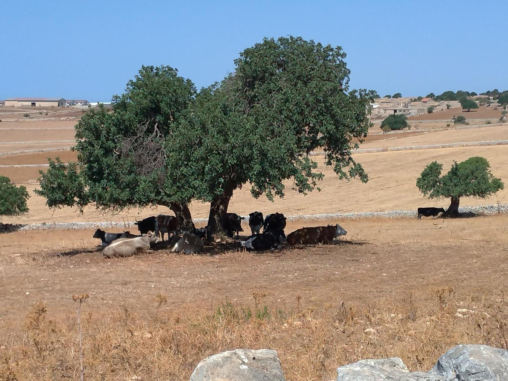 הוילה סנטה קרוצ'ה קמרינה I Dammusi מראה חיצוני תמונה